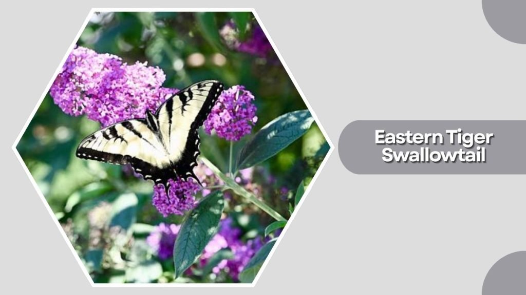 Eastern Tiger Swallowtail