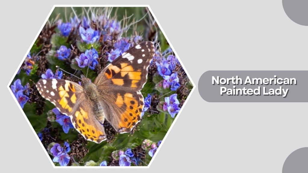 North American Painted Lady