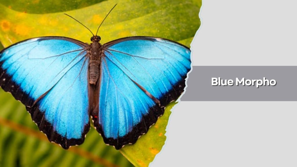 Blue Morpho
