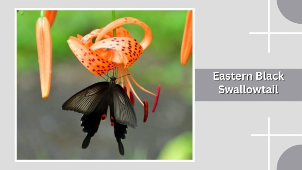 Eastern Black Swallowtail