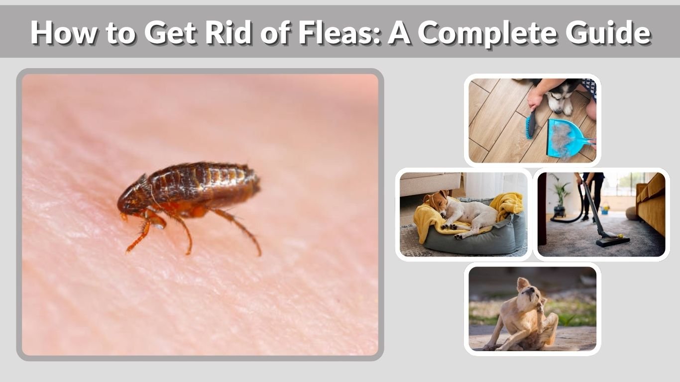 How to Get Rid of Fleas: A Complete Guide for Your Home, Pets, and Yard