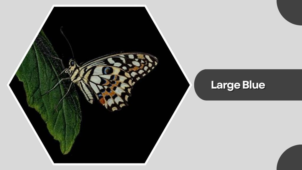  Large Blue