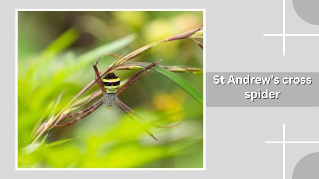St Andrew’s cross spider