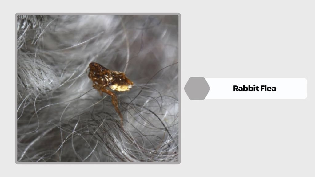 Rabbit Flea