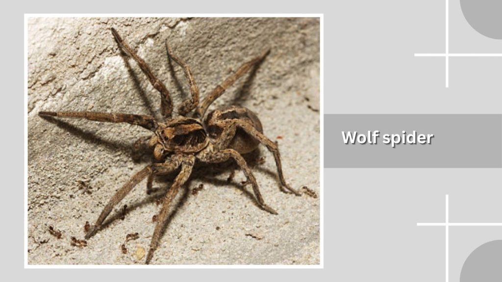 Wolf spider