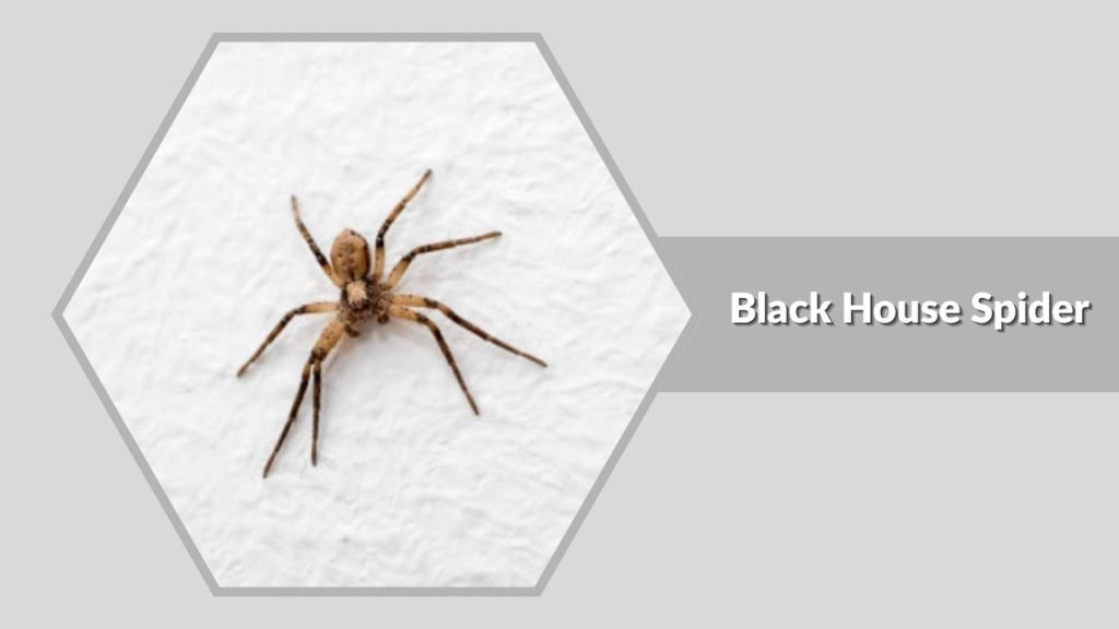 Black House Spider