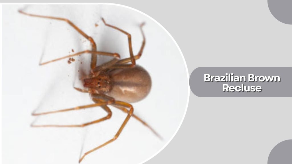 Brazilian Brown Recluse