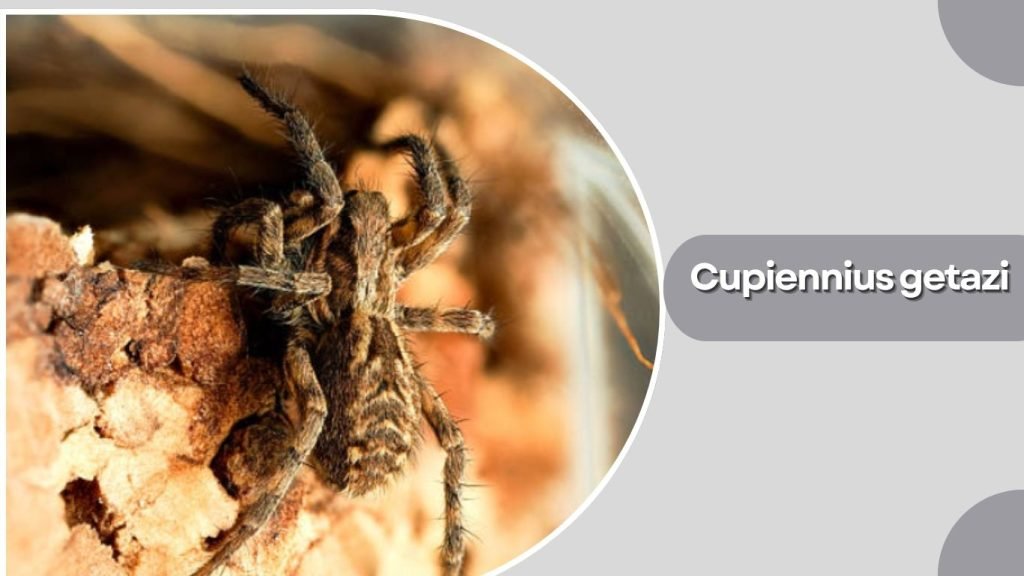 Cupiennius getazi