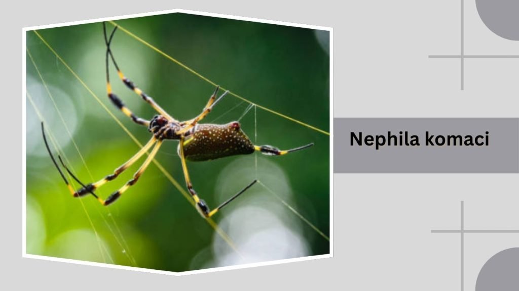 Nephila komaci