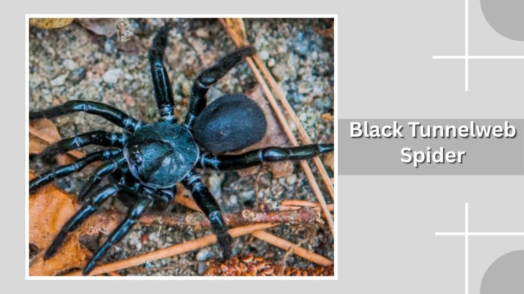 Black Tunnelweb Spider