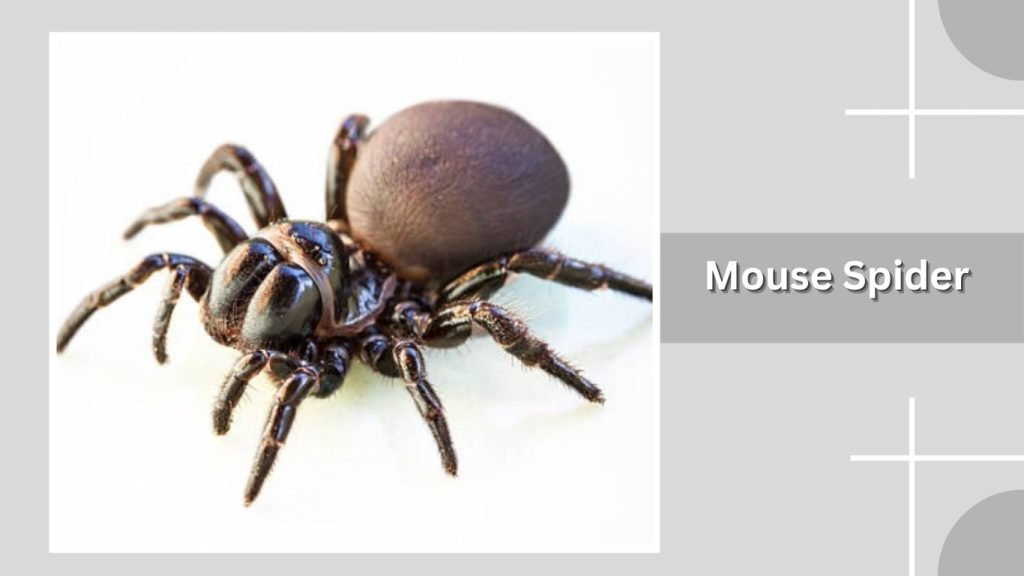  Mouse Spider