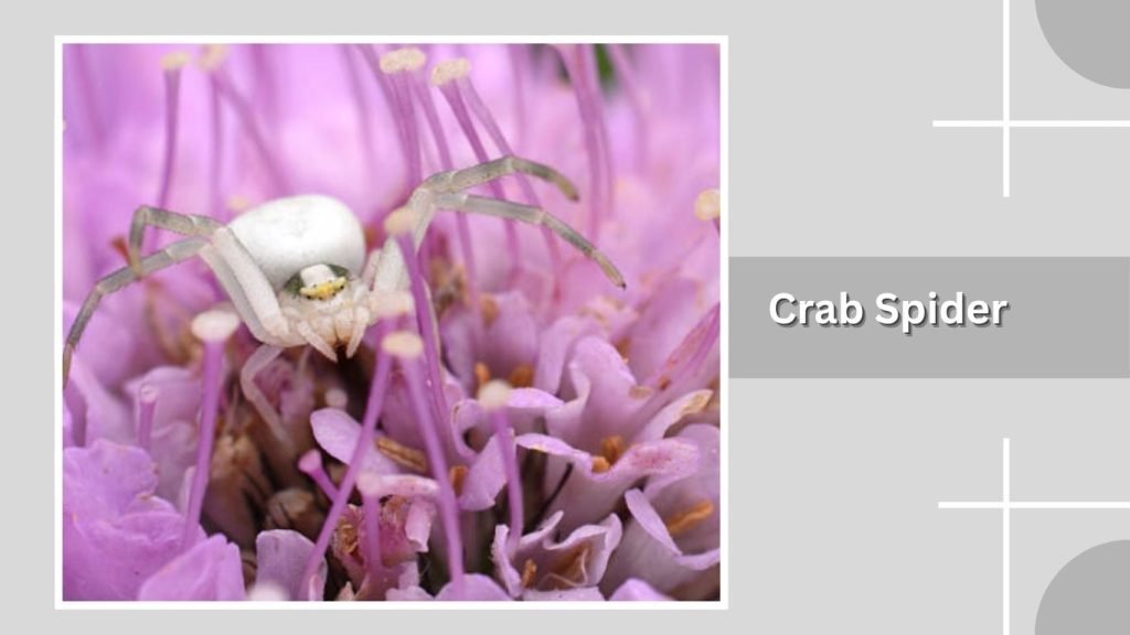  Crab Spider