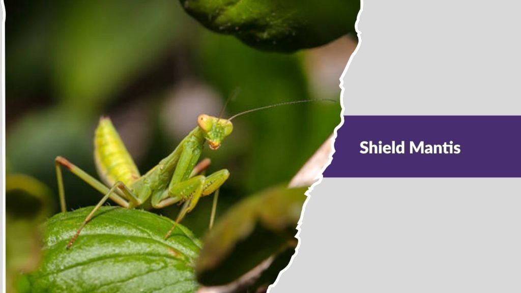 Shield Mantis