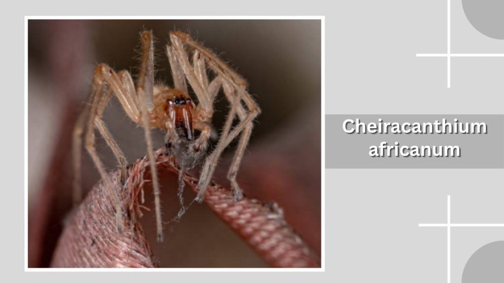  Cheiracanthium africanum