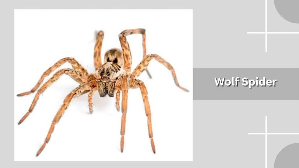 Wolf Spider