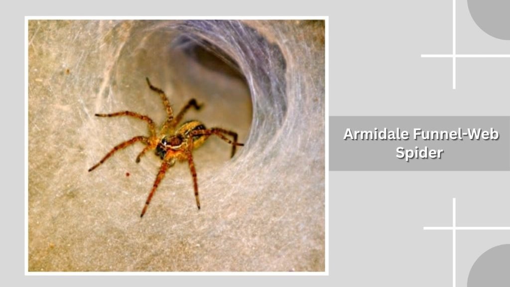 Armidale Funnel-Web Spider