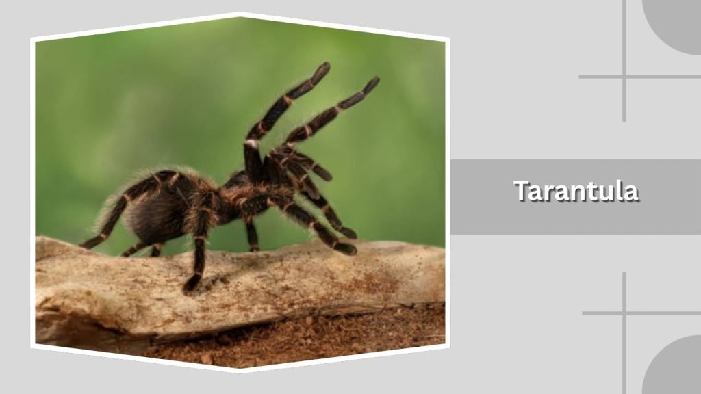 Tarantula