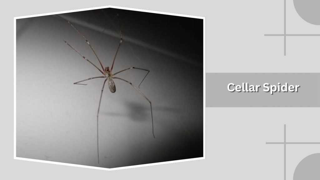 Cellar Spider
