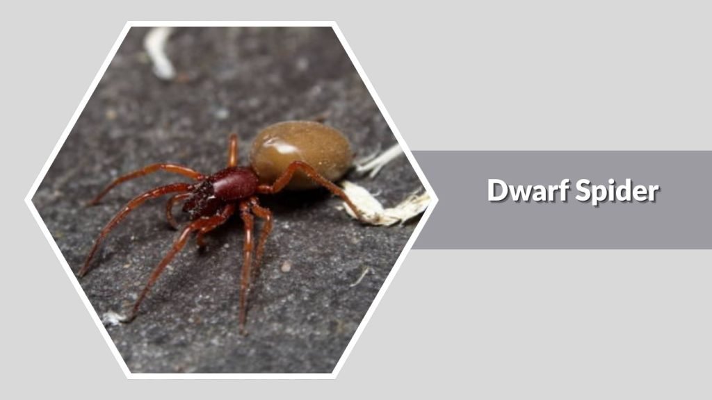 Dwarf Spider