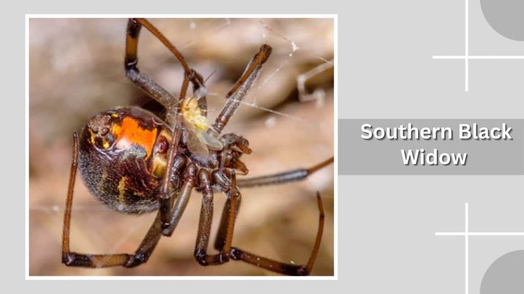  Southern Black Widow