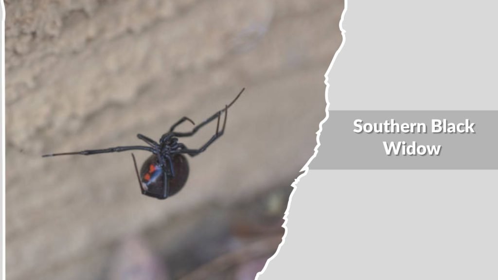 Southern Black Widow