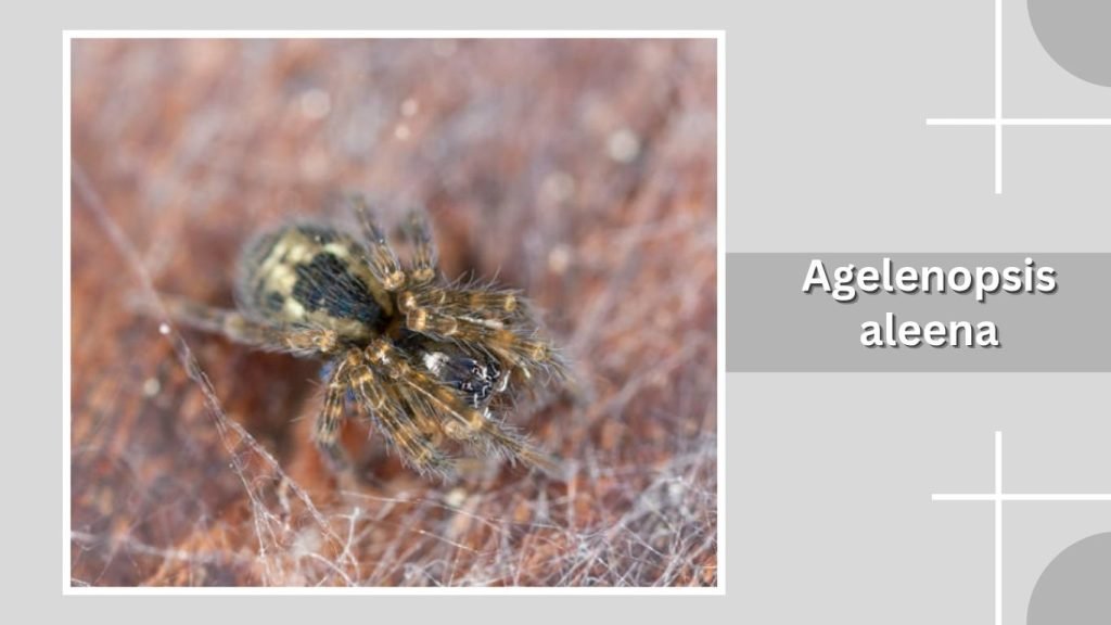 Agelenopsis aleena