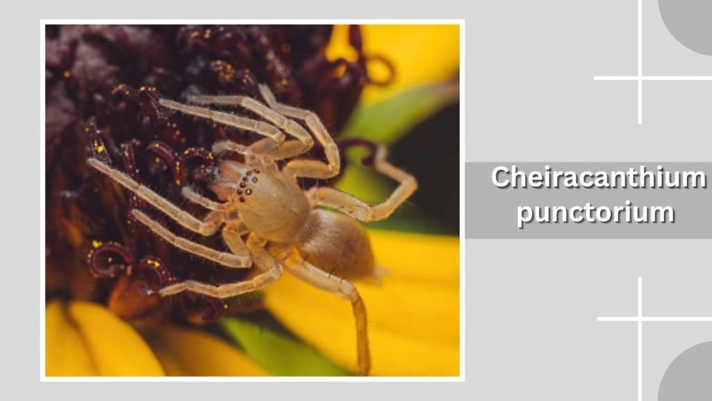 Cheiracanthium punctorium
