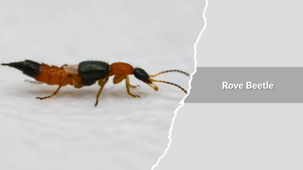 Rove Beetle