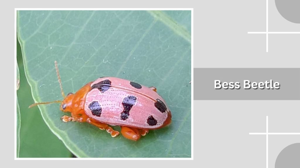 Bess Beetle