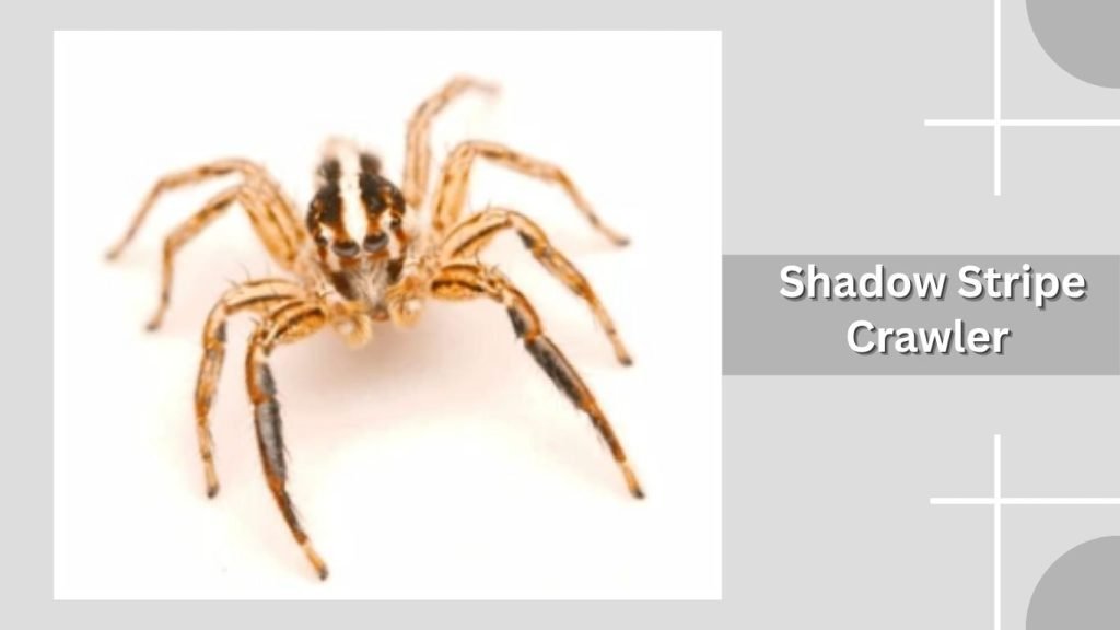  Shadow Stripe Crawler