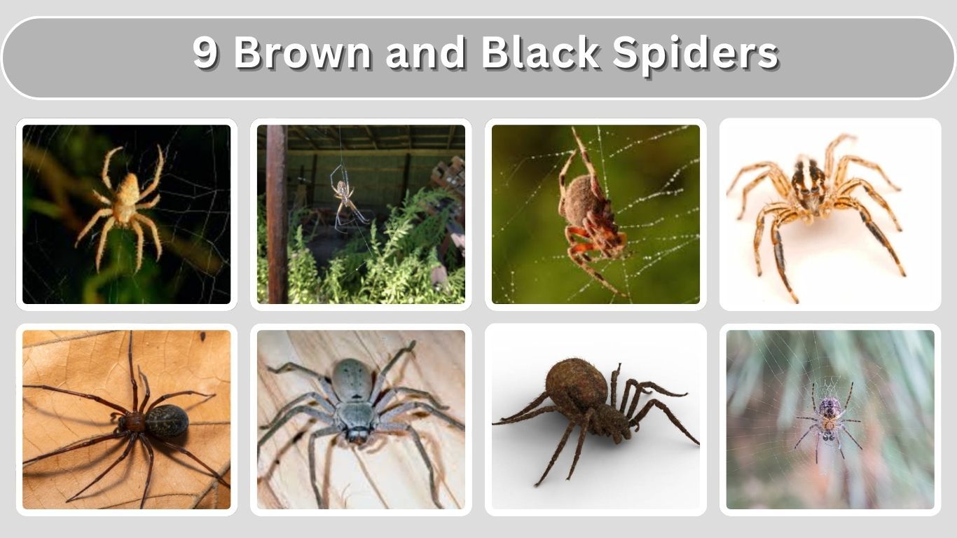 9 Brown and Black Spiders: Identification with Picture