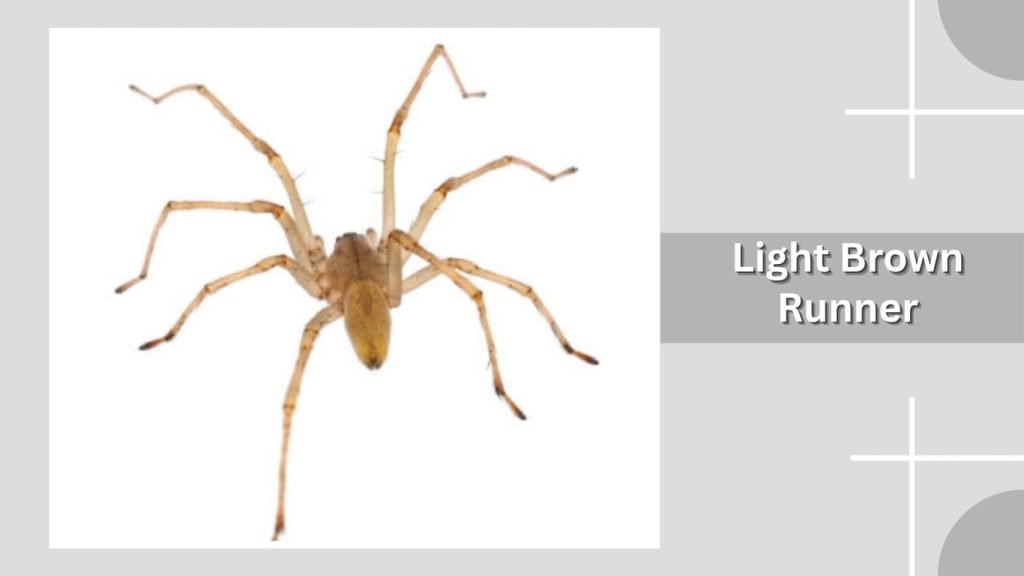  Light Brown Runner
