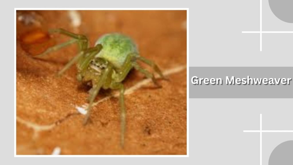 Green Meshweaver