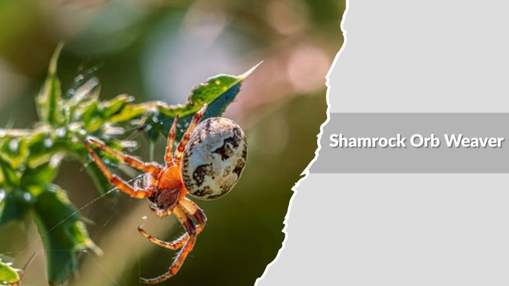 Shamrock Orb Weaver
