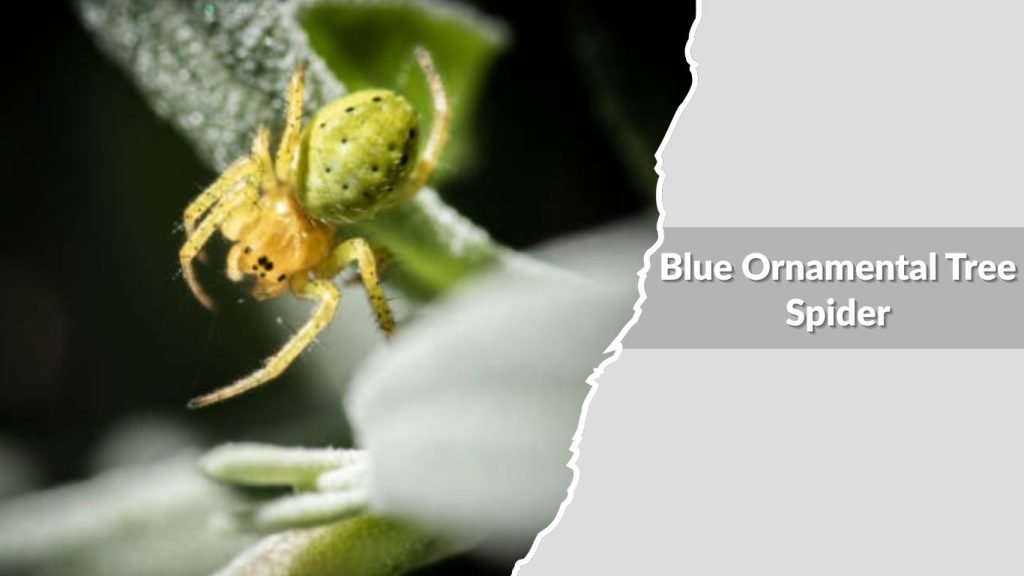 Blue Ornamental Tree Spider