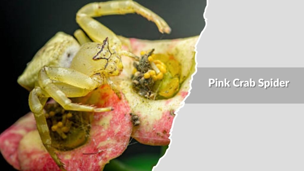 Pink Crab Spider