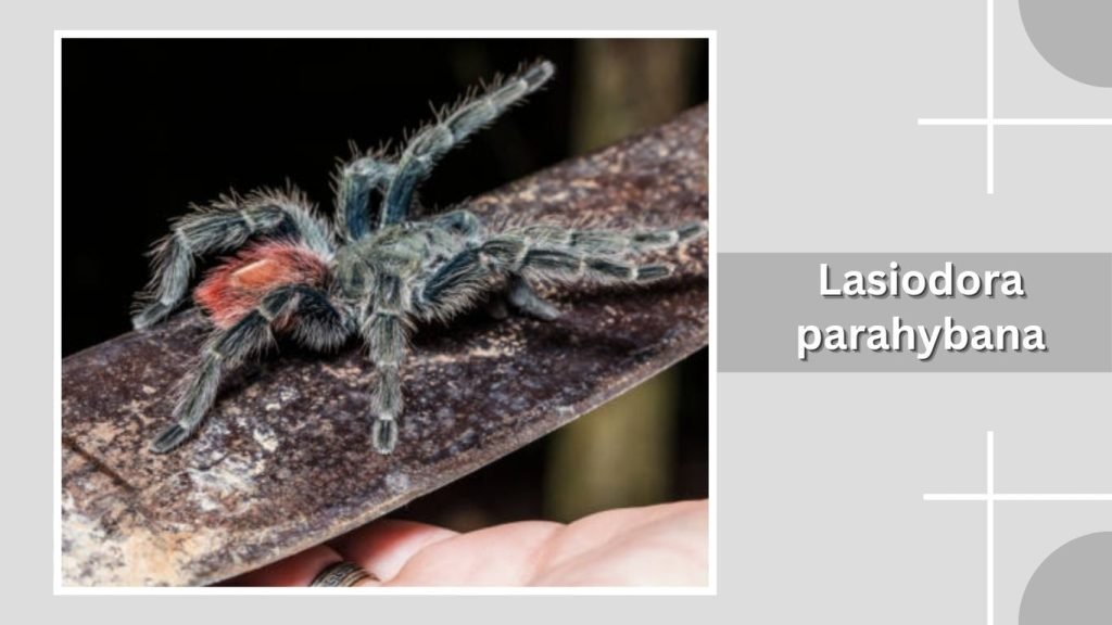  Lasiodora parahybana