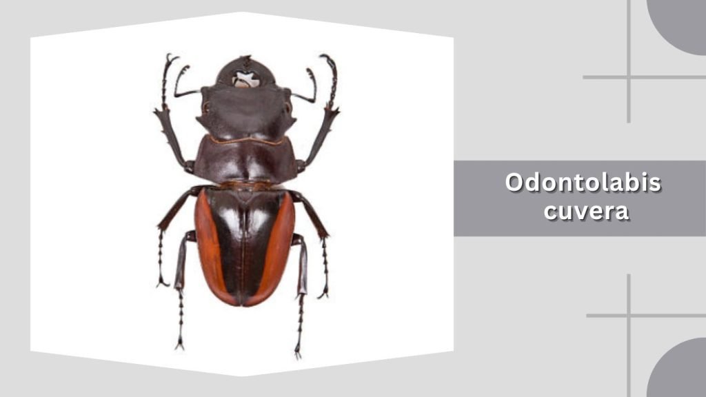 Odontolabis cuvera