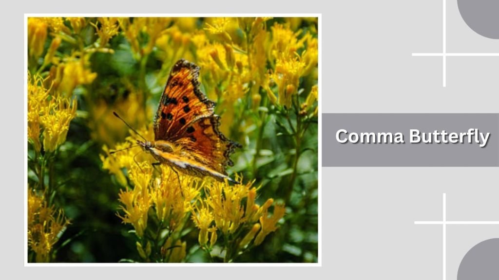 Comma Butterfly