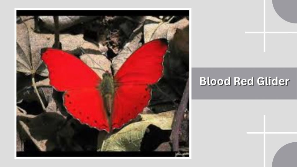 Blood Red Glider