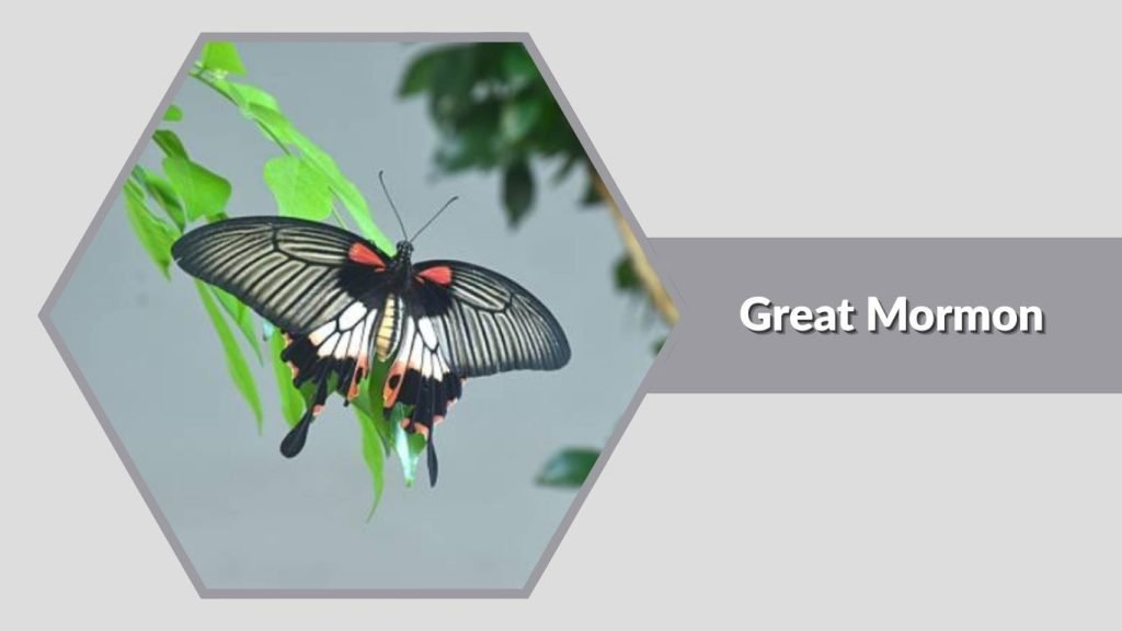  Great Mormon