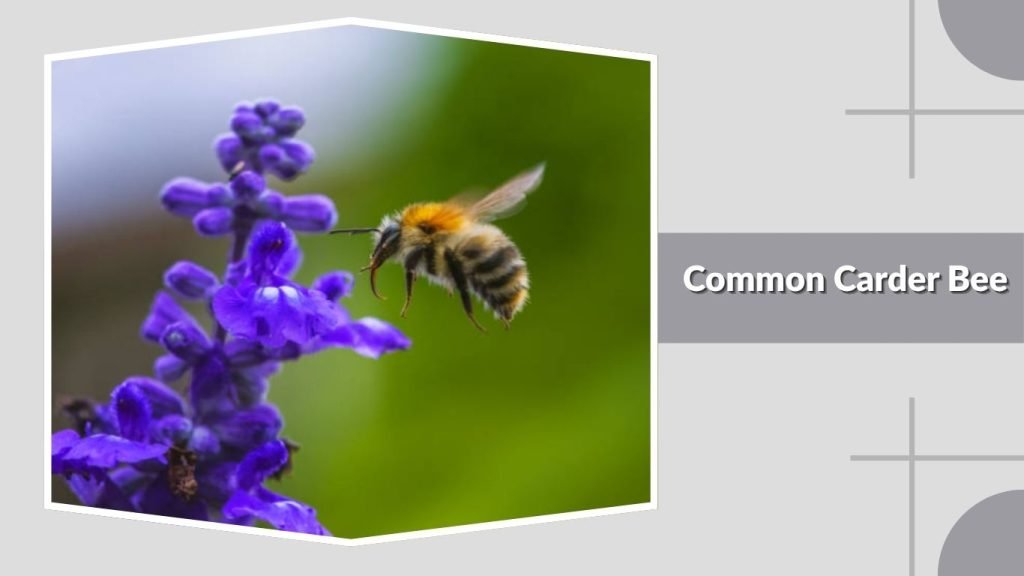 Common Carder Bee