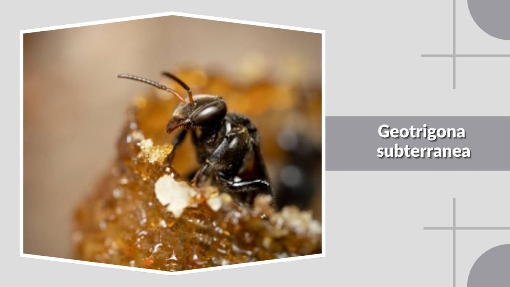  Geotrigona subterranea