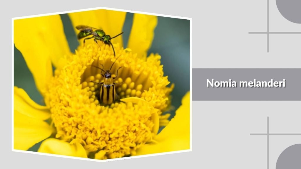 Nomia melanderi