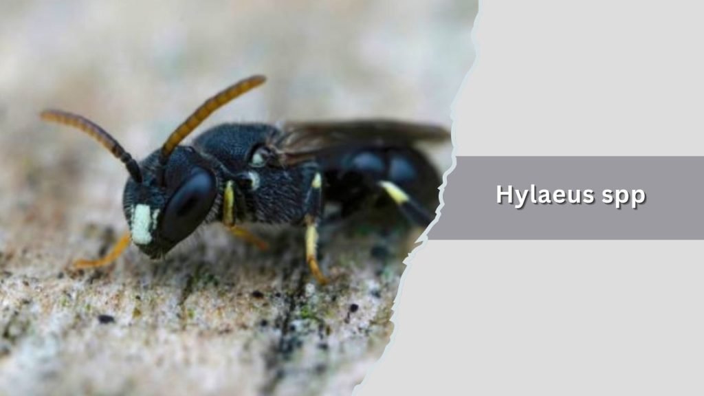 Hylaeus spp