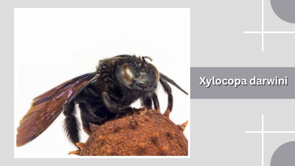 Xylocopa darwini