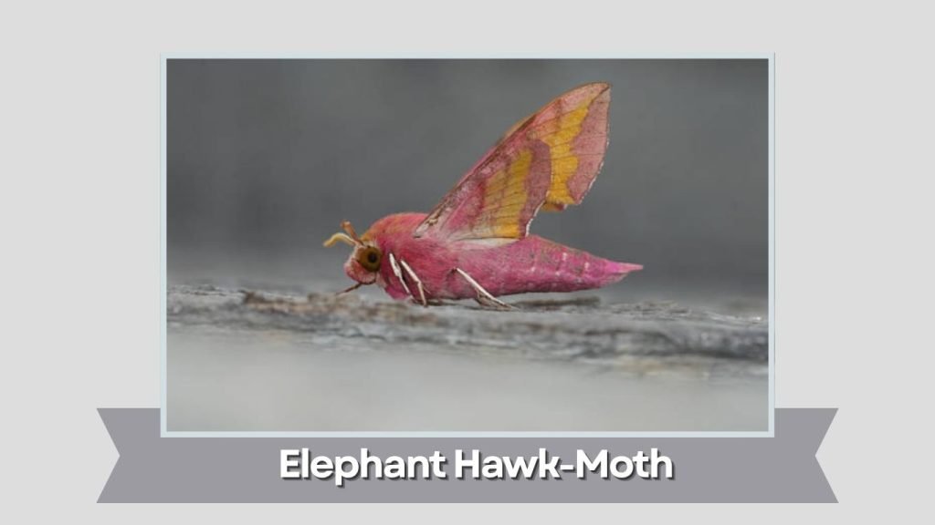  Elephant Hawk-Moth