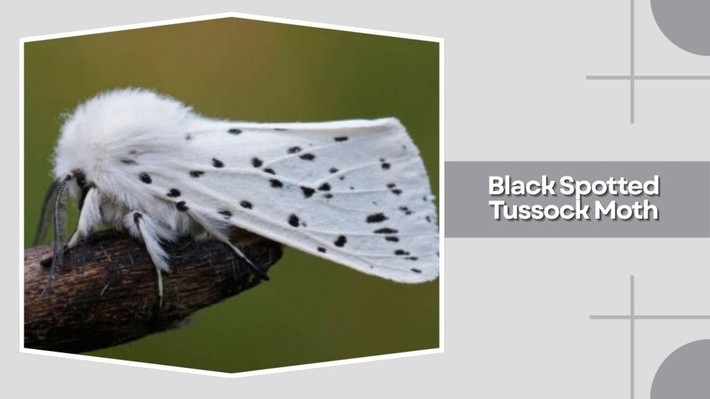  Black Spotted Tussock Moth