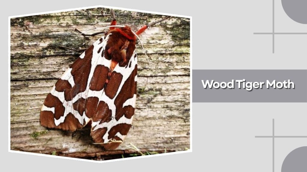 Wood Tiger Moth