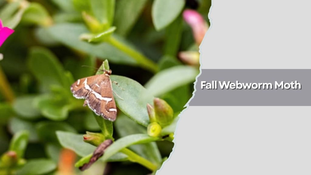 Fall Webworm Moth